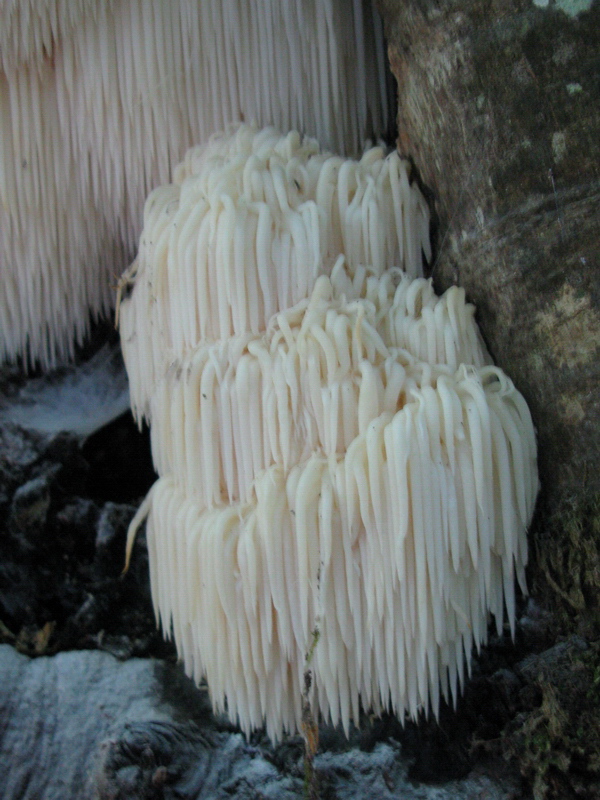 Hericium erinaceum